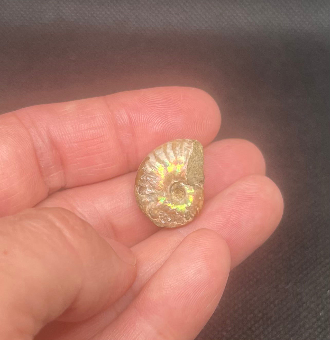 Fossil