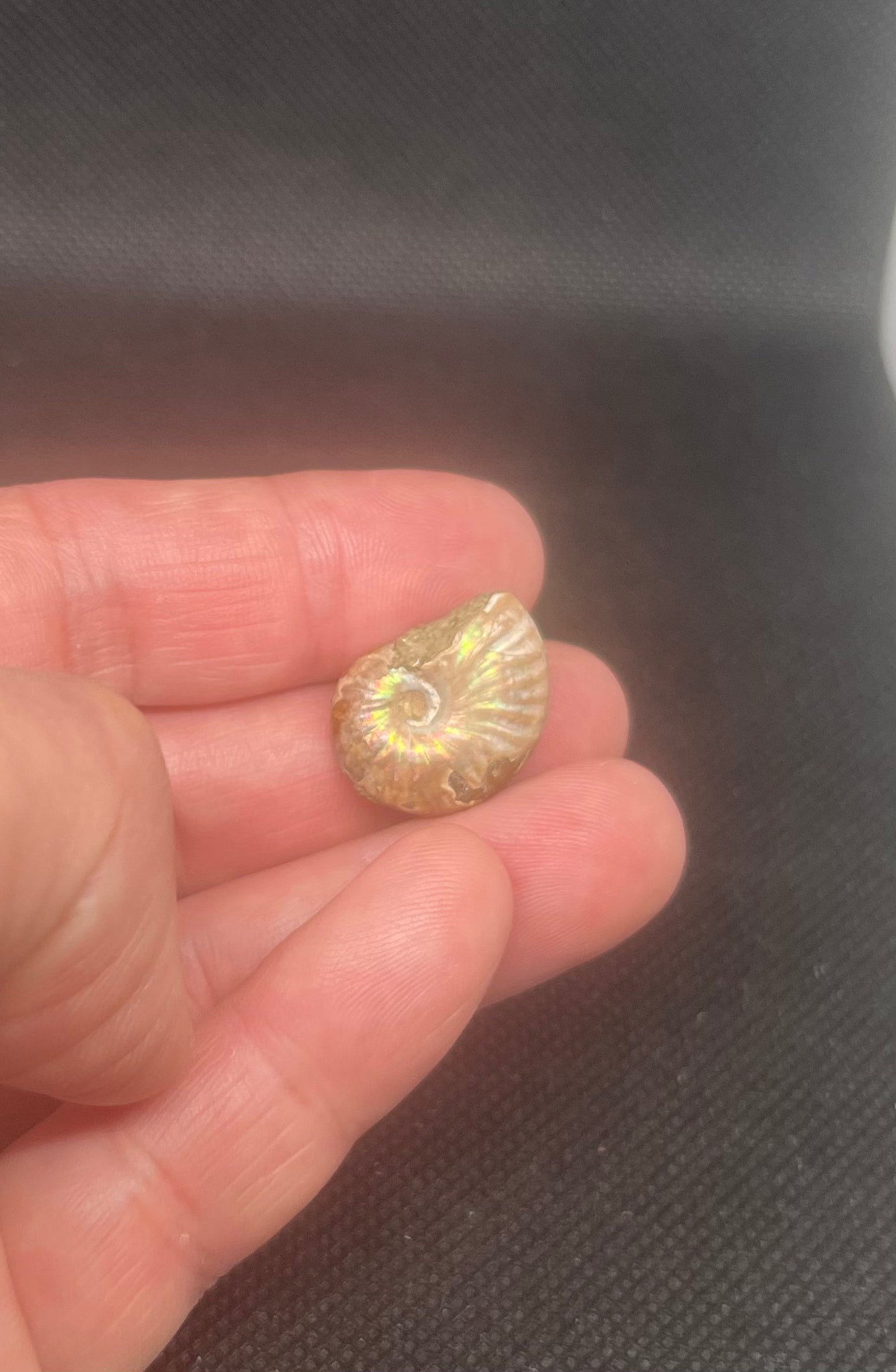 Fossil